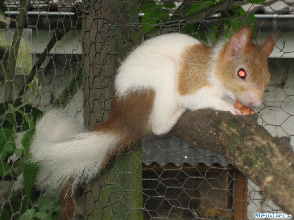 Eichhörnchen