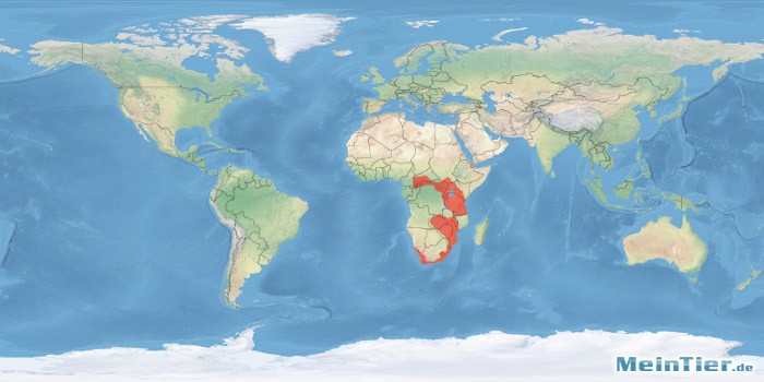 tl_files/bilder/haltungsberichte/verbreitung/afrikanische_zwergmaus_welt.jpg