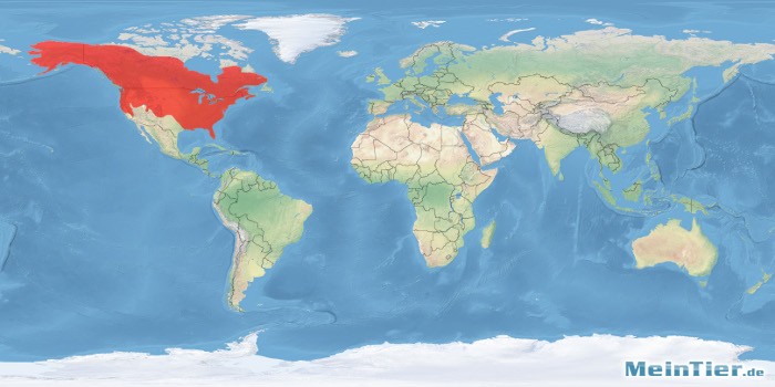 tl_files/bilder/haltungsberichte/verbreitung/amerikanischer_nerz_welt.jpg