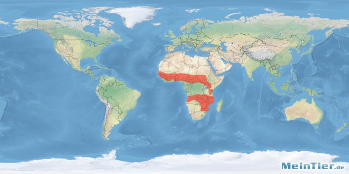 tl_files/bilder/haltungsberichte/verbreitung/gambia_riesenhamsterratte_welt.jpg