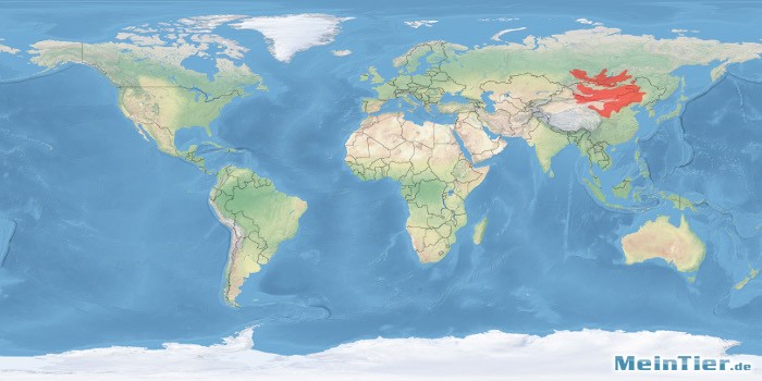 tl_files/bilder/haltungsberichte/verbreitung/mongolische_rennmaus_welt.jpg